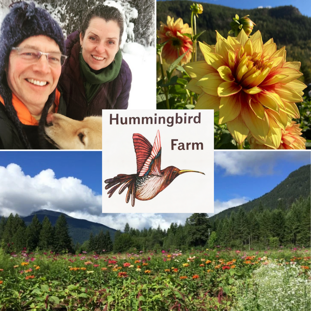 Meet BC Eco Seed Co-op Member Lana Braun of Hummingbird Farm