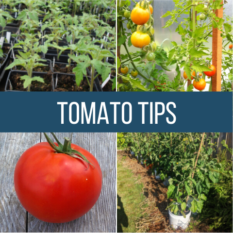 Tomato Tips