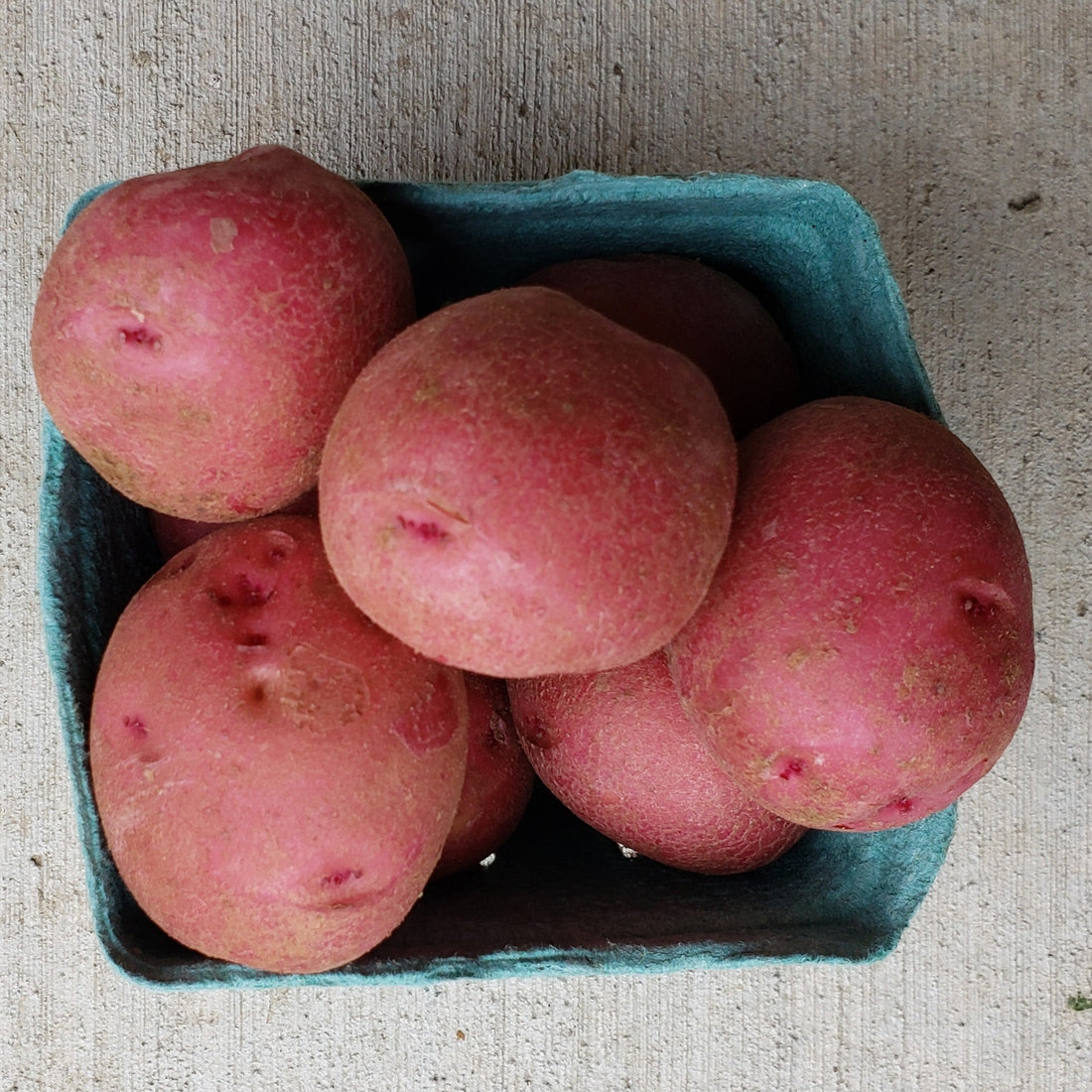 Growing Potatoes: Tips & Tricks