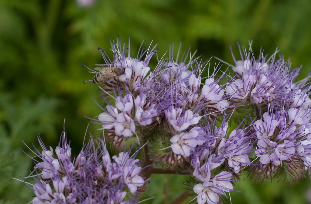 How to Plant a Pollinator Paradise