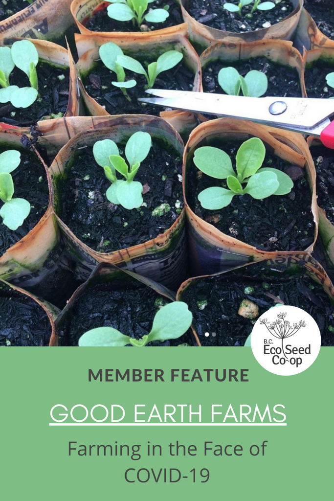 Farming in the Face of COVID-19: An Interview with Good Earth Farms