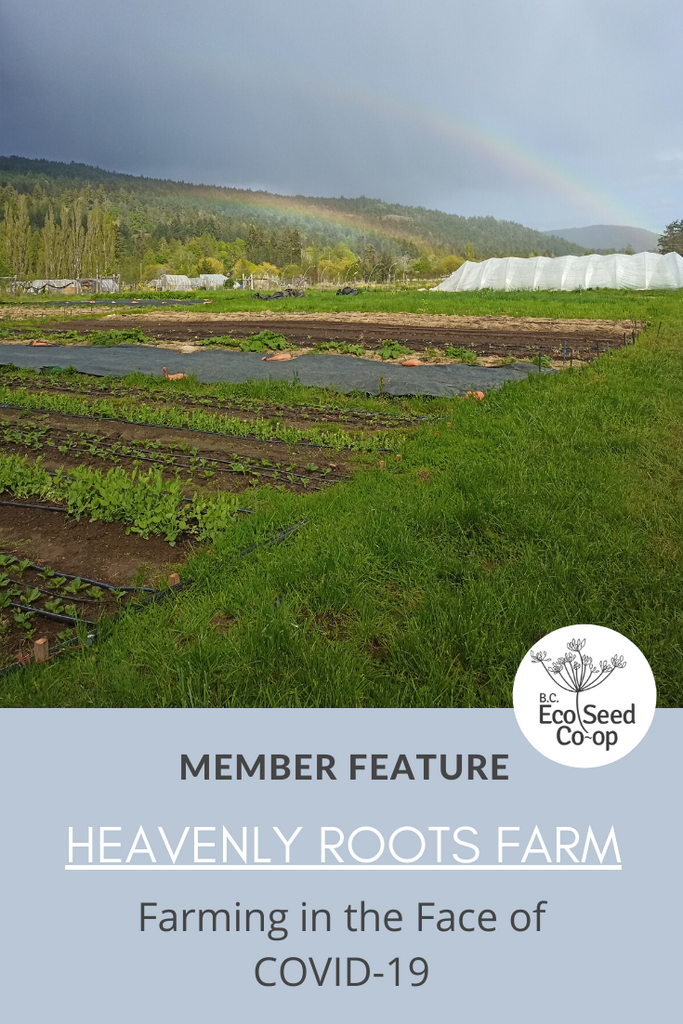 Farming in the Face of COVID-19: An Interview with Heavenly Roots Farm