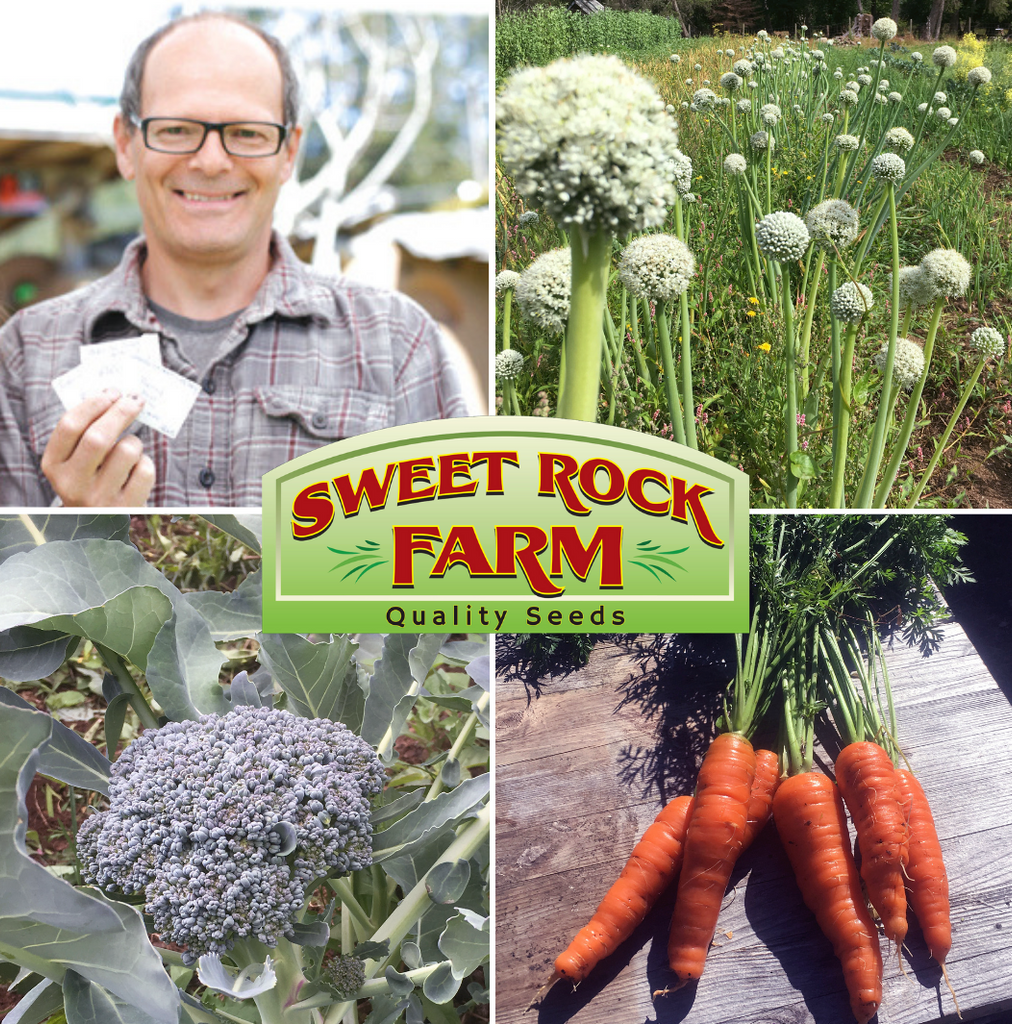 Meet BC Eco Seed Co-op Member Sal Dominelli of Sweet Rock Farm