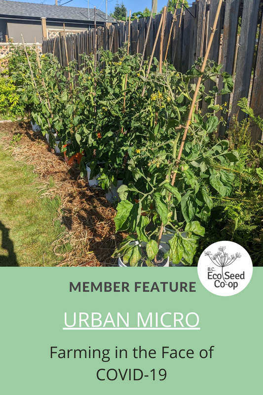 Farming in the Face of COVID-19: An Interview with Urban Micro (BCESC Member Since 2018)