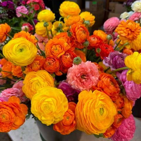 Ranunculus Growing 101