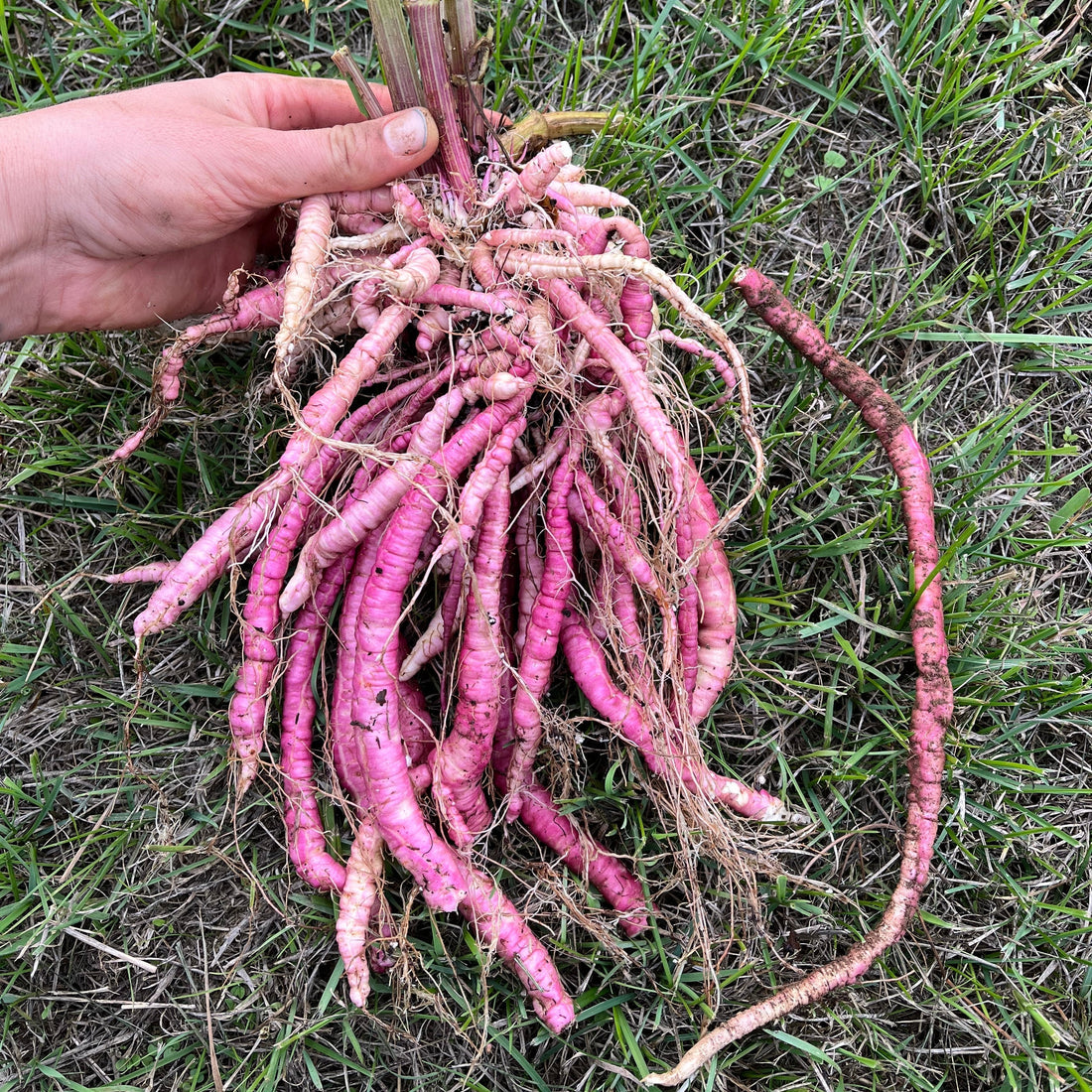 A hand holding a bundle of long pink roots - Pink Skirret