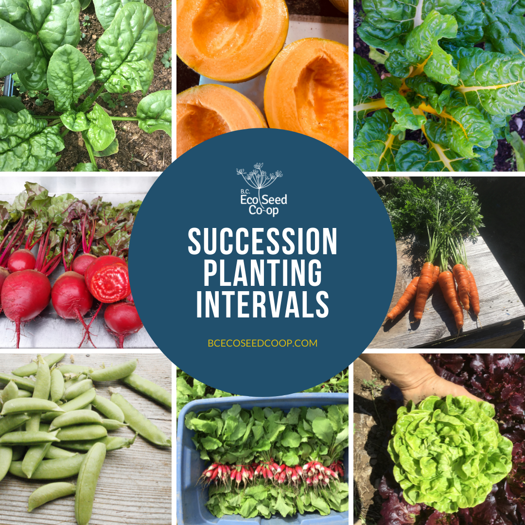 Succession Planting Intervals