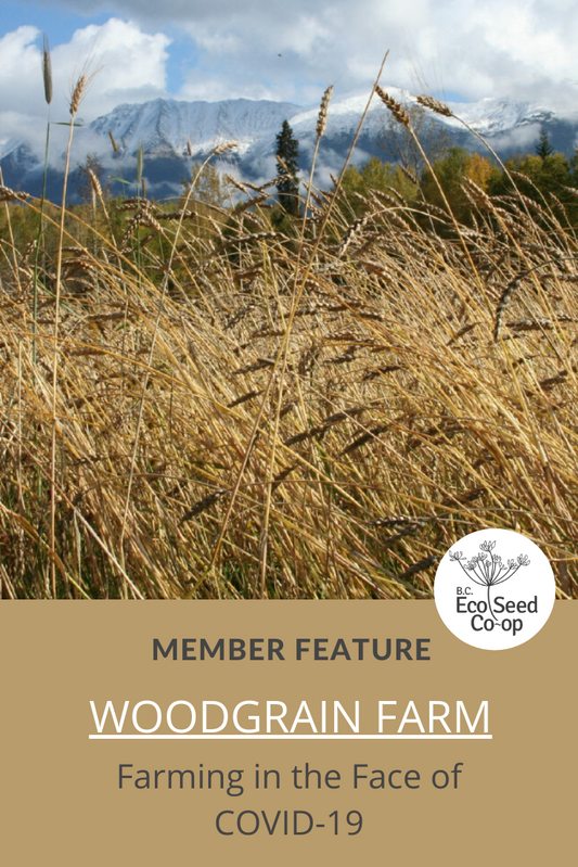 Farming in the Face of COVID-19: An Interview with WoodGrain Farm