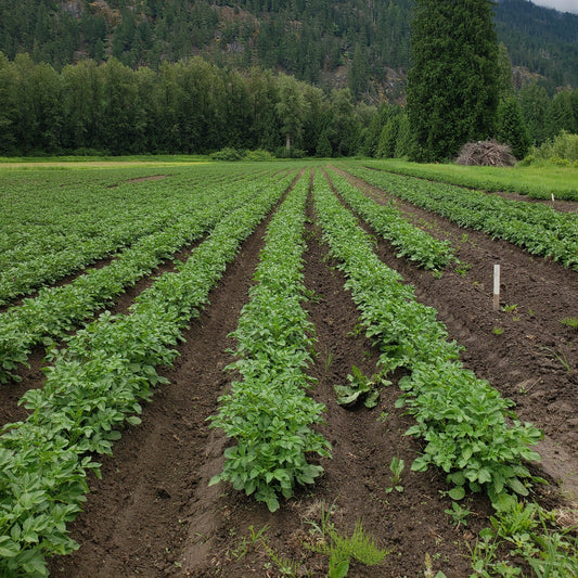 Seed Potatoes Quality Assurance