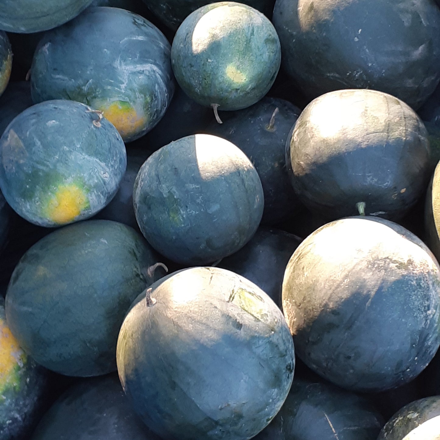 Sugar Baby Watermelon