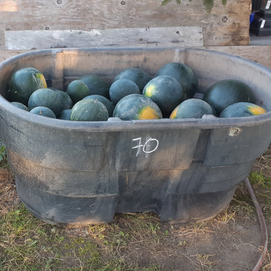 Sugar Baby Watermelon