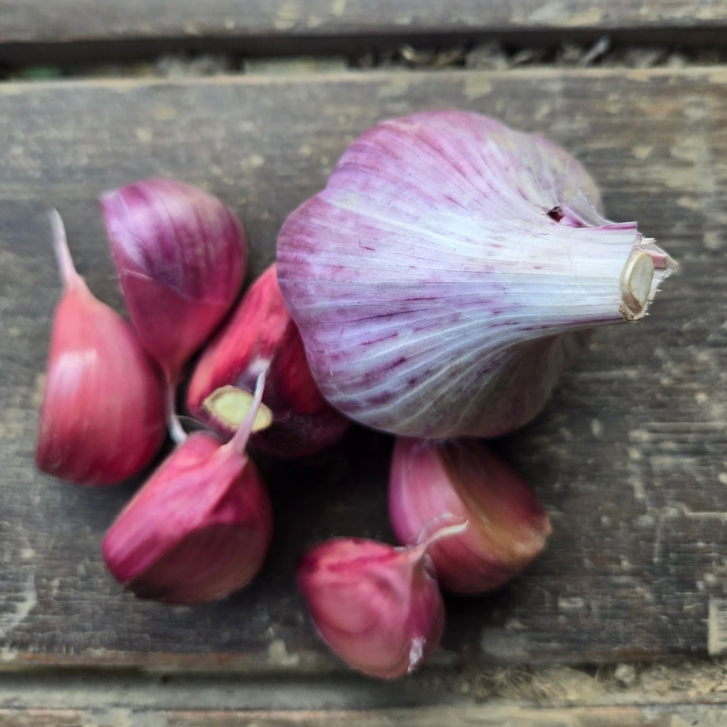 Helmer's Rocambole