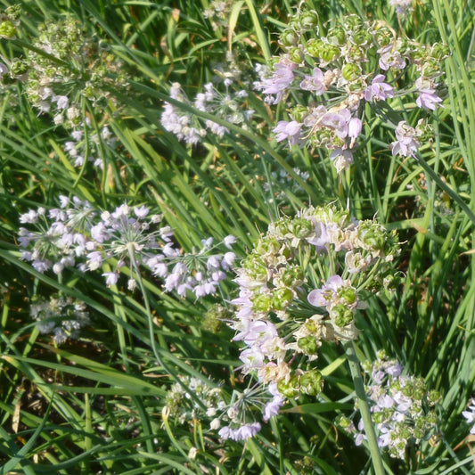 Nodding Onion Akasha Seeds