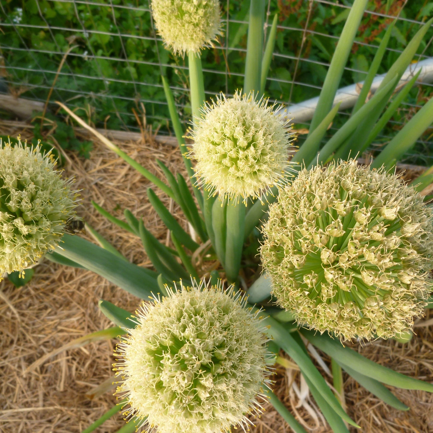 He Shi Ko Japanese Bunching