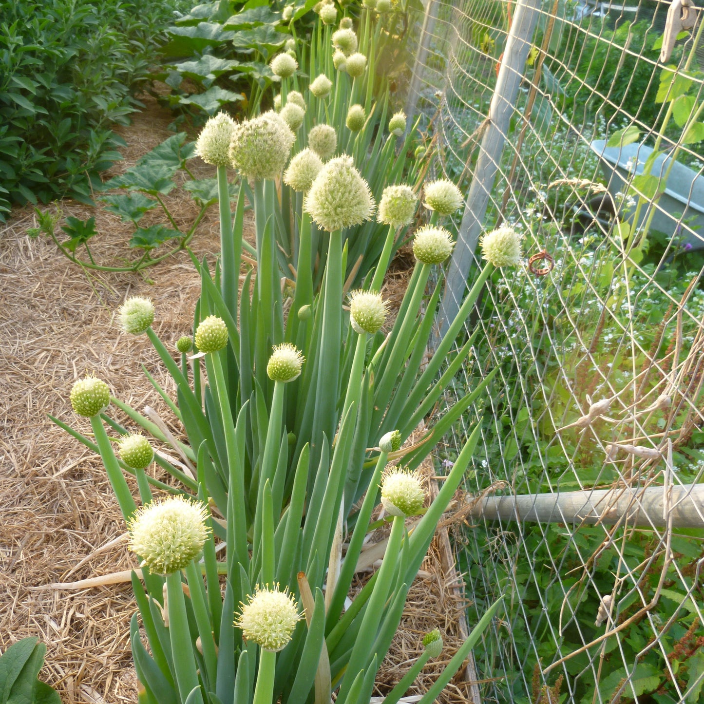 He Shi Ko Japanese Bunching