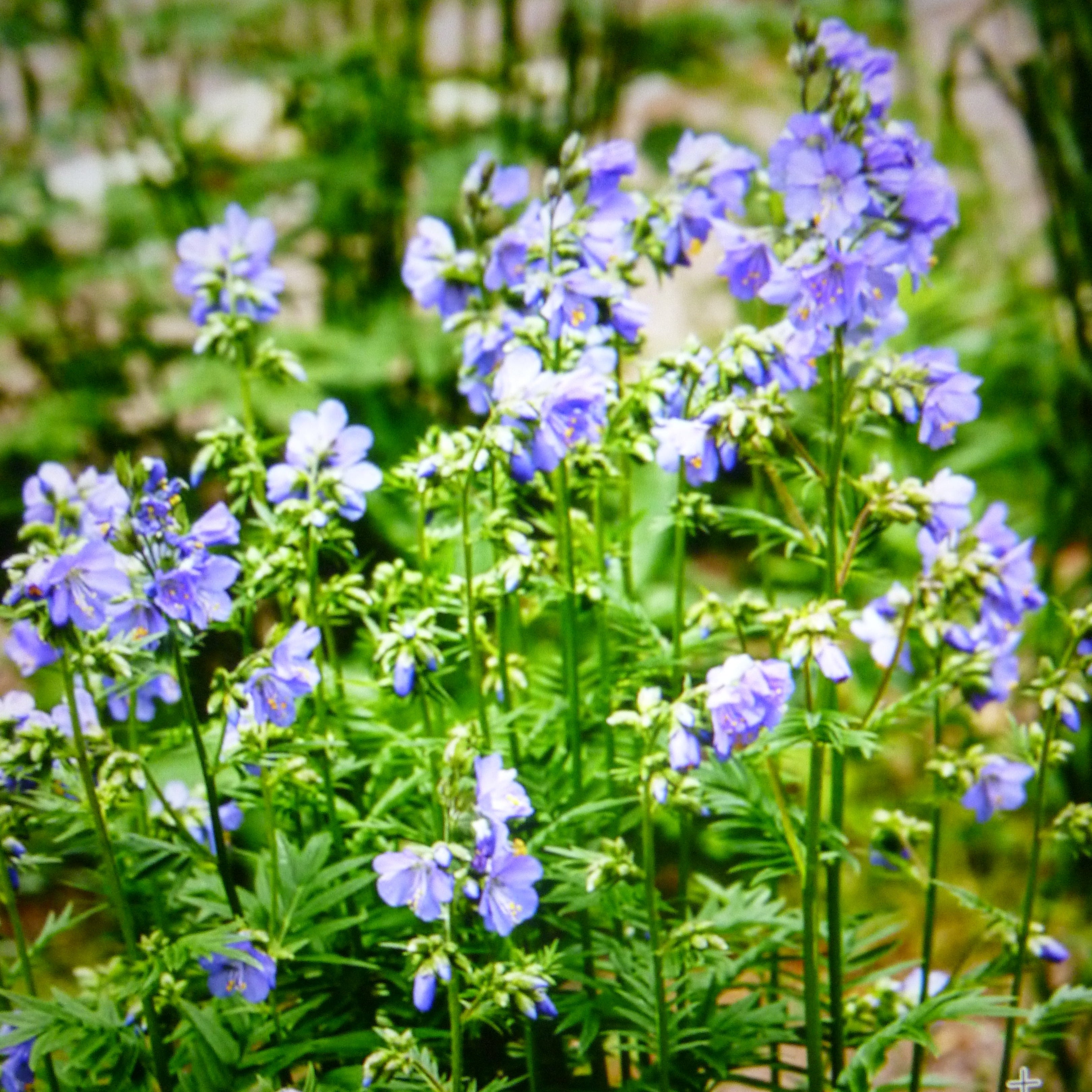Blue Jacob's Ladder – BC Eco Seed Co-op