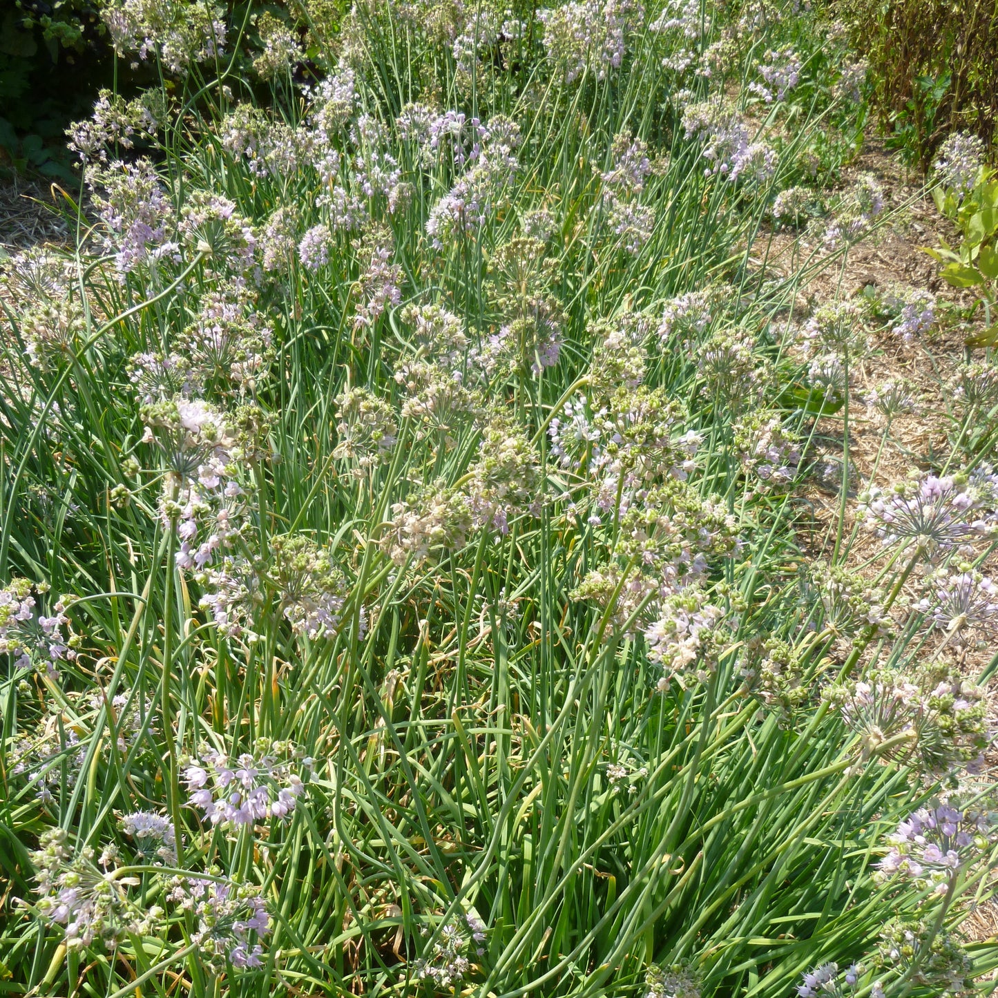 Nodding Onion Akasha Seeds