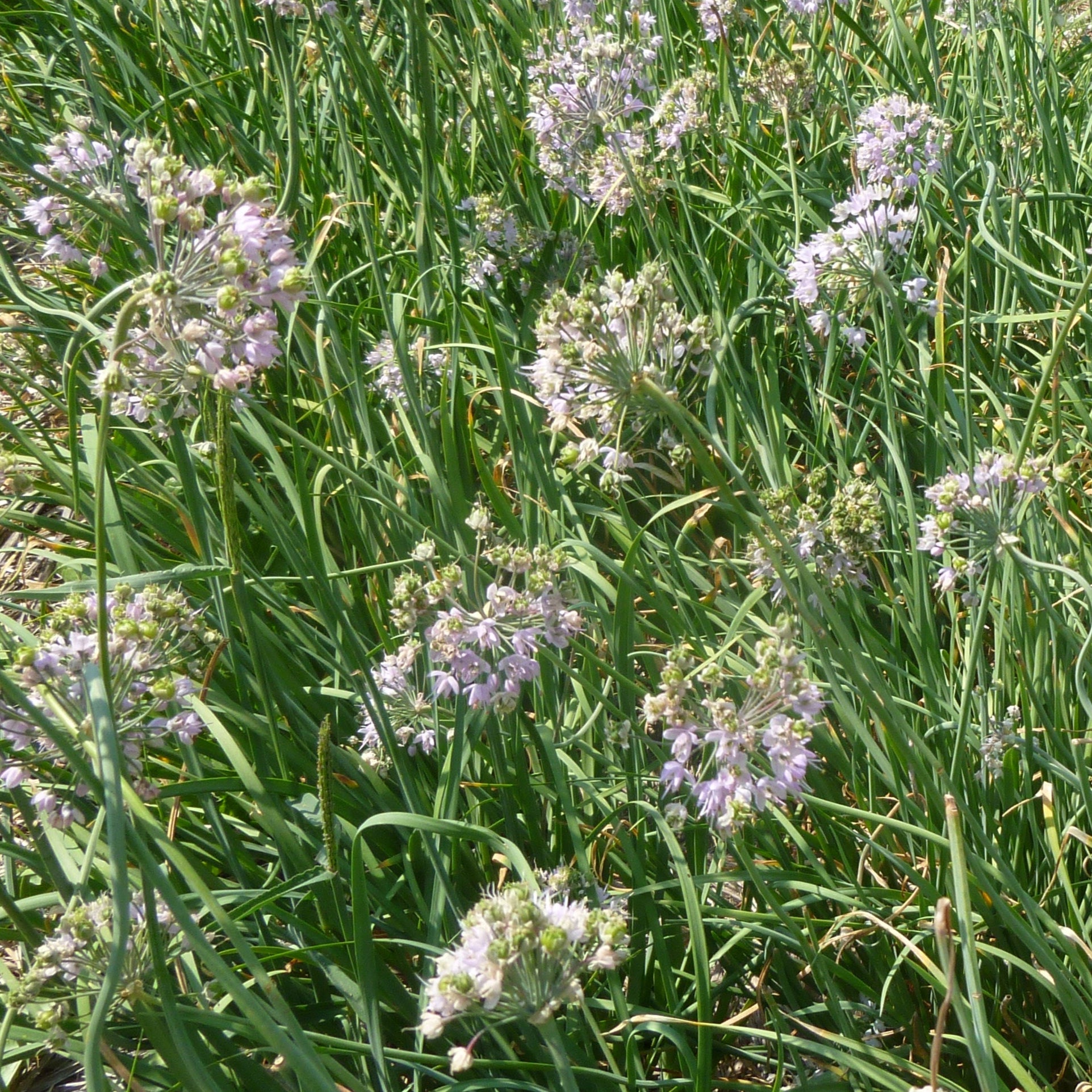 Nodding Onion Akasha Seeds