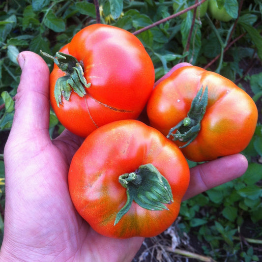 Alpha Tomato CO - ON SALE