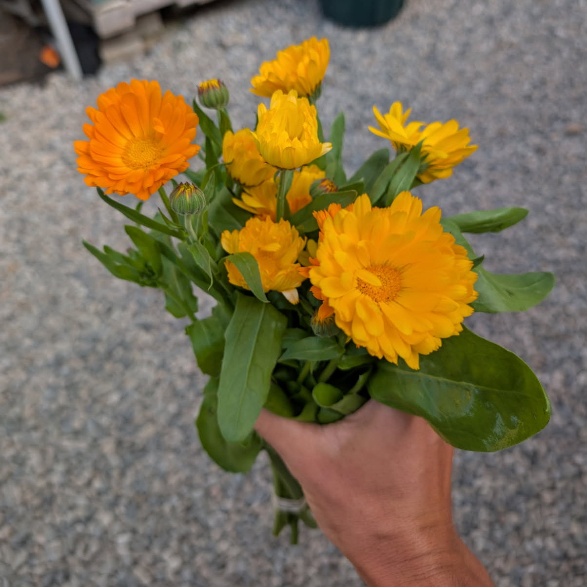 UBC Farm Mix