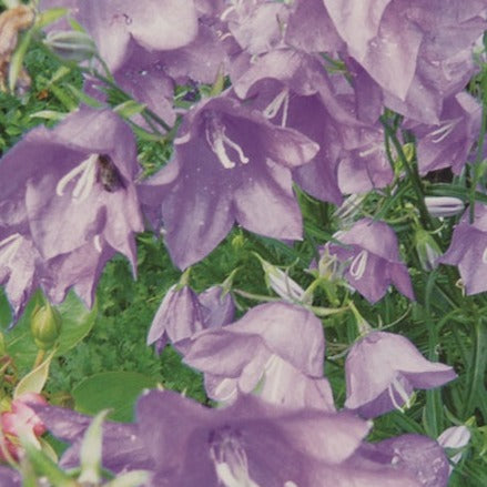 Canterbury Bells