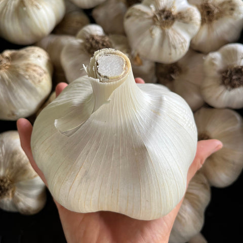 Salt Spring Select Elephant Garlic CO