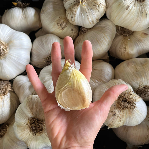 Salt Spring Select Elephant Garlic CO