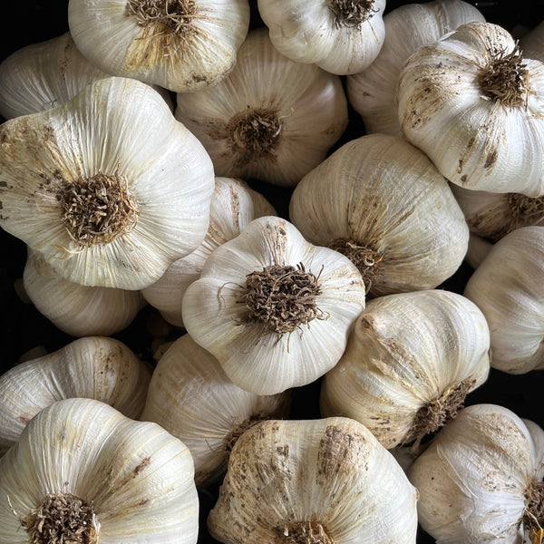 Salt Spring Select Elephant Garlic CO