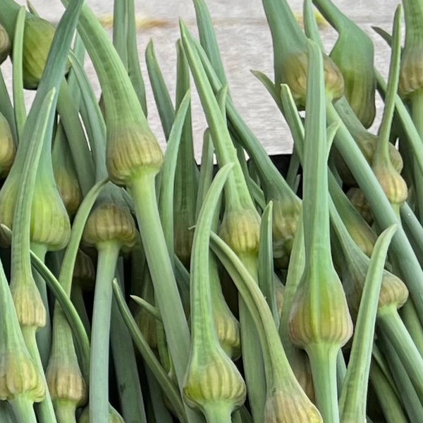 Salt Spring Select Elephant Garlic CO