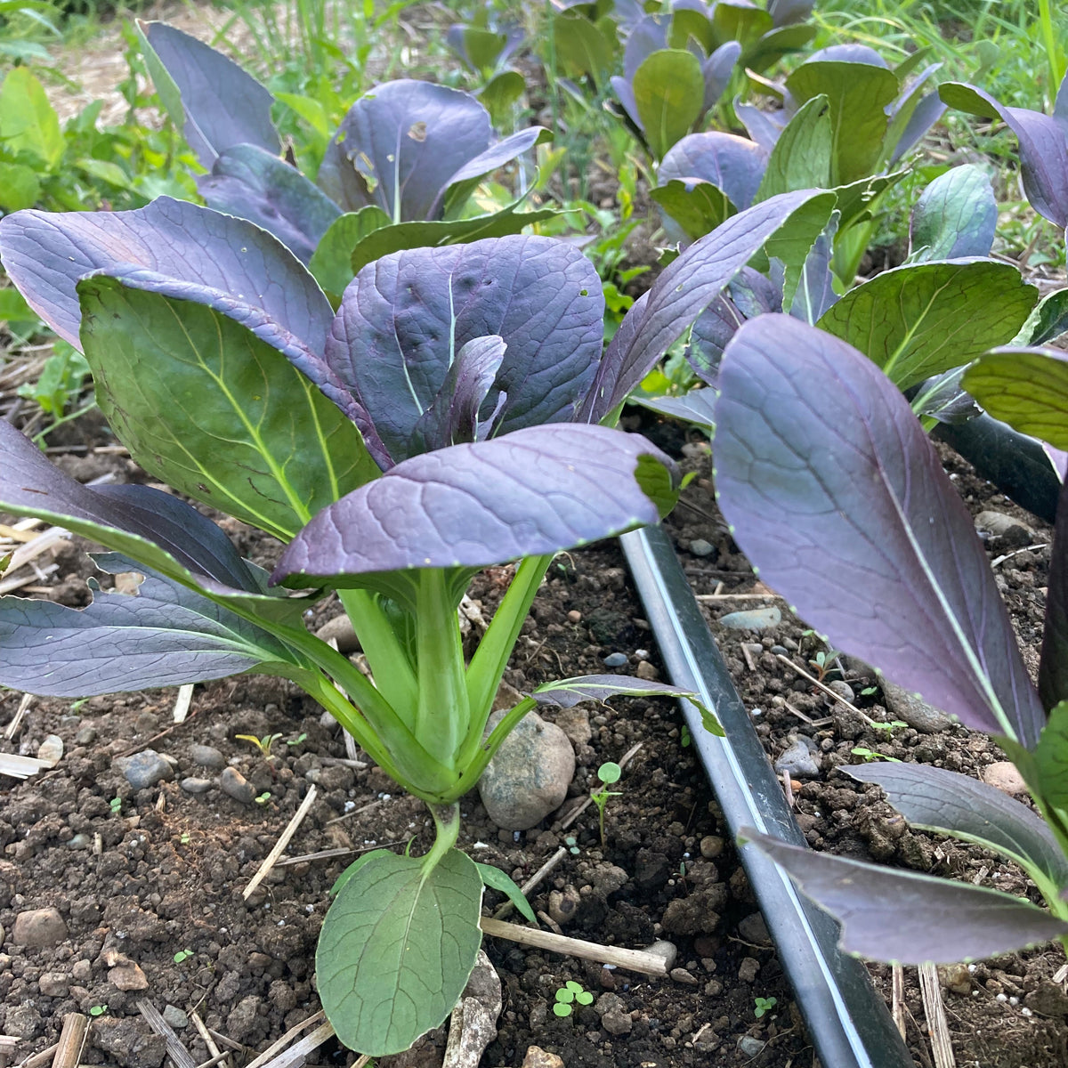 Purple Breeding Line