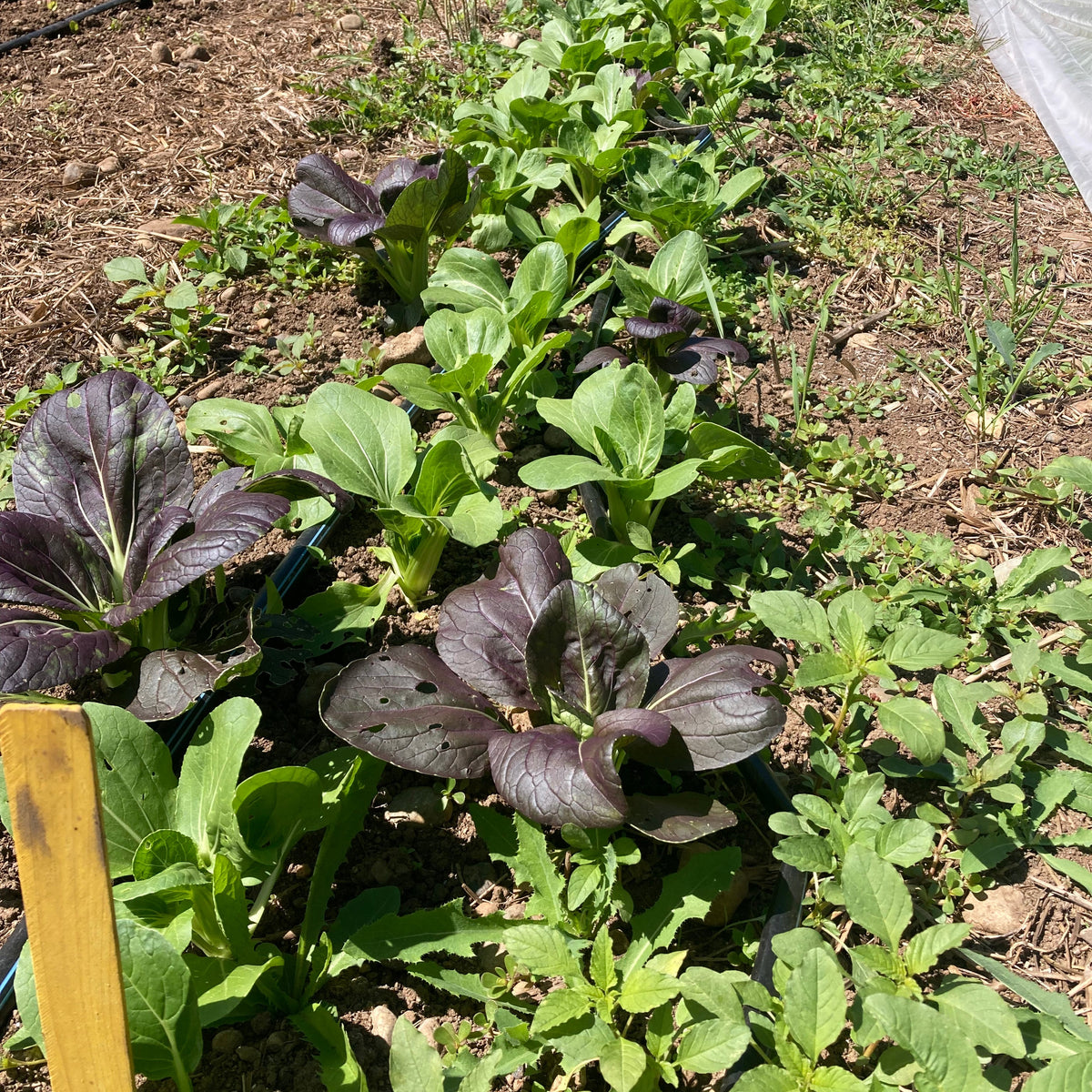 Purple Breeding Line