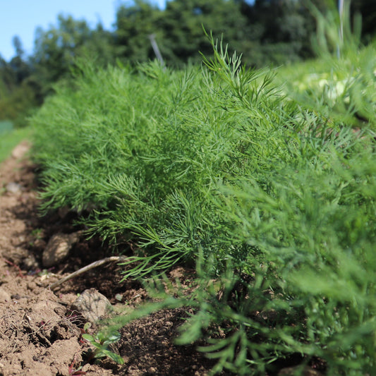 Dill