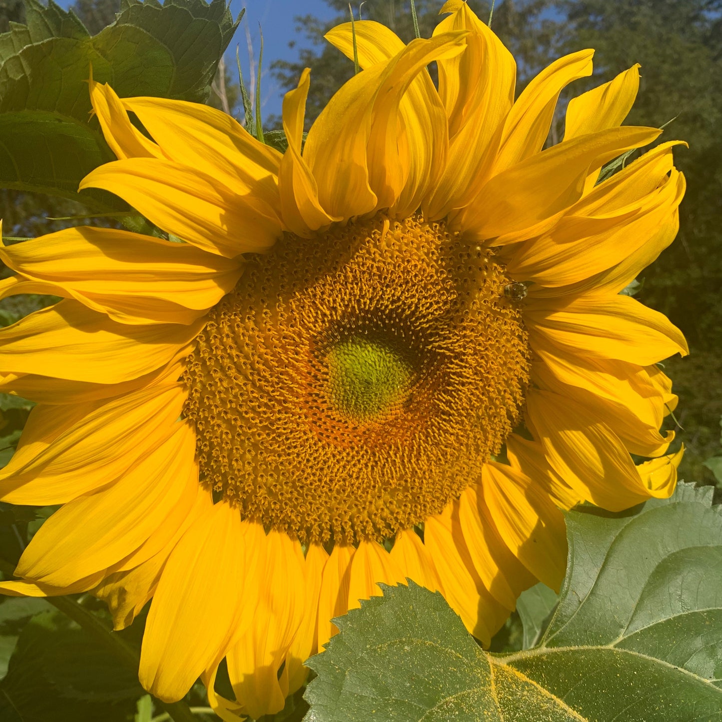 Titan sunflower