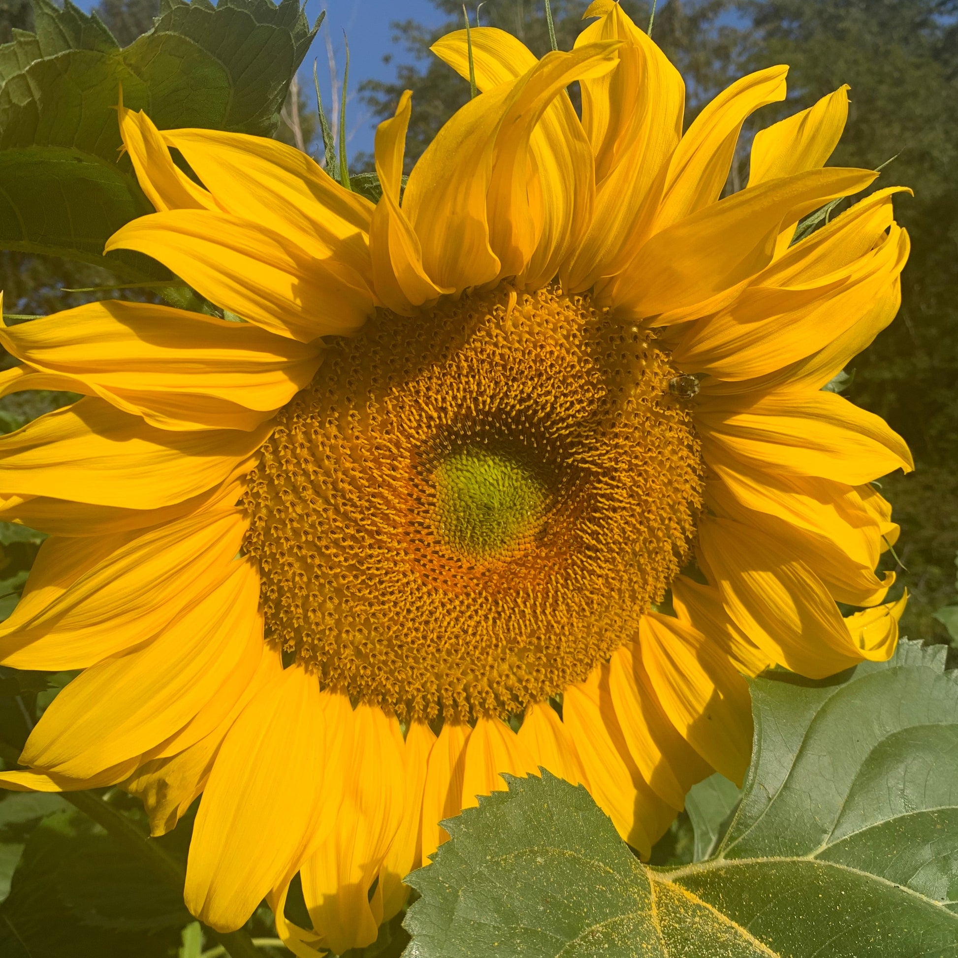 Titan sunflower