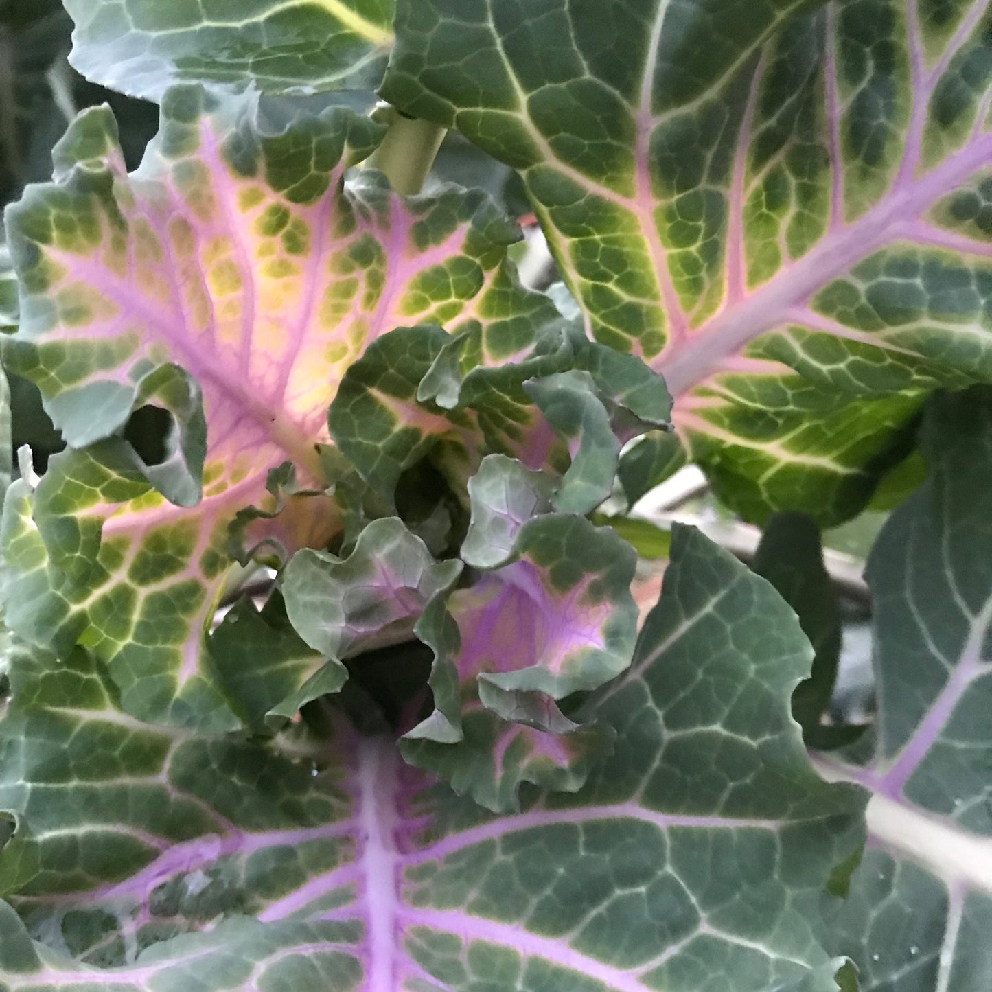 Homesteader's Kaleidoscopic