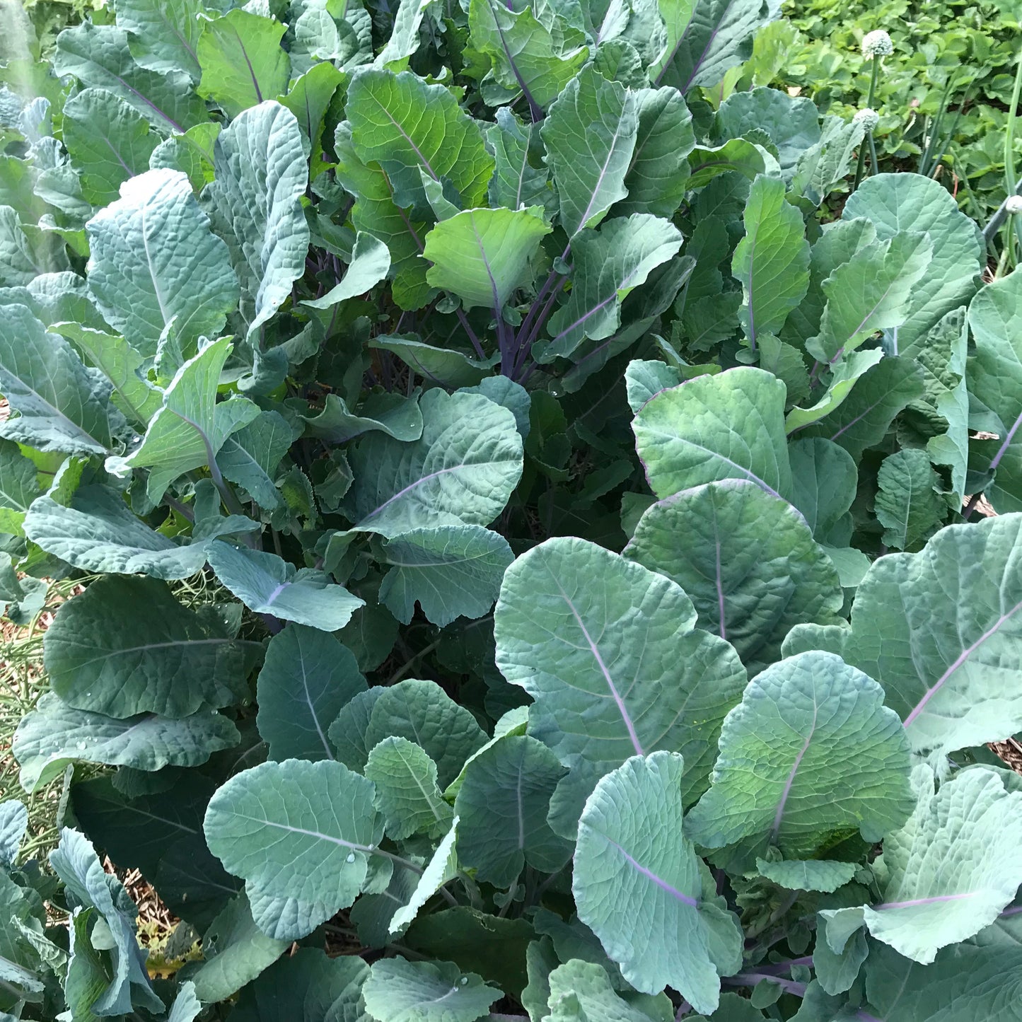 Homesteader's Kaleidoscopic