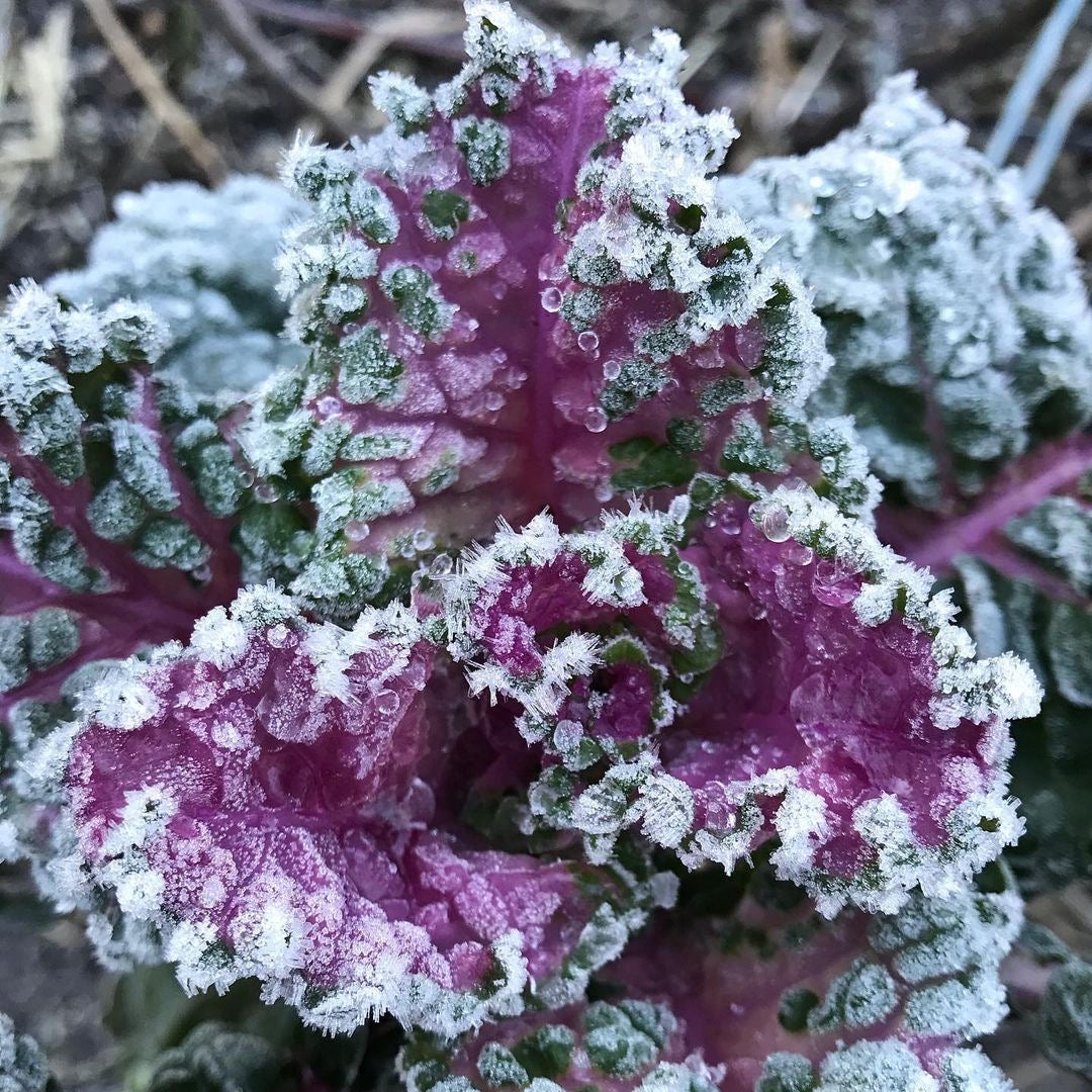 Homesteader's Kaleidoscopic