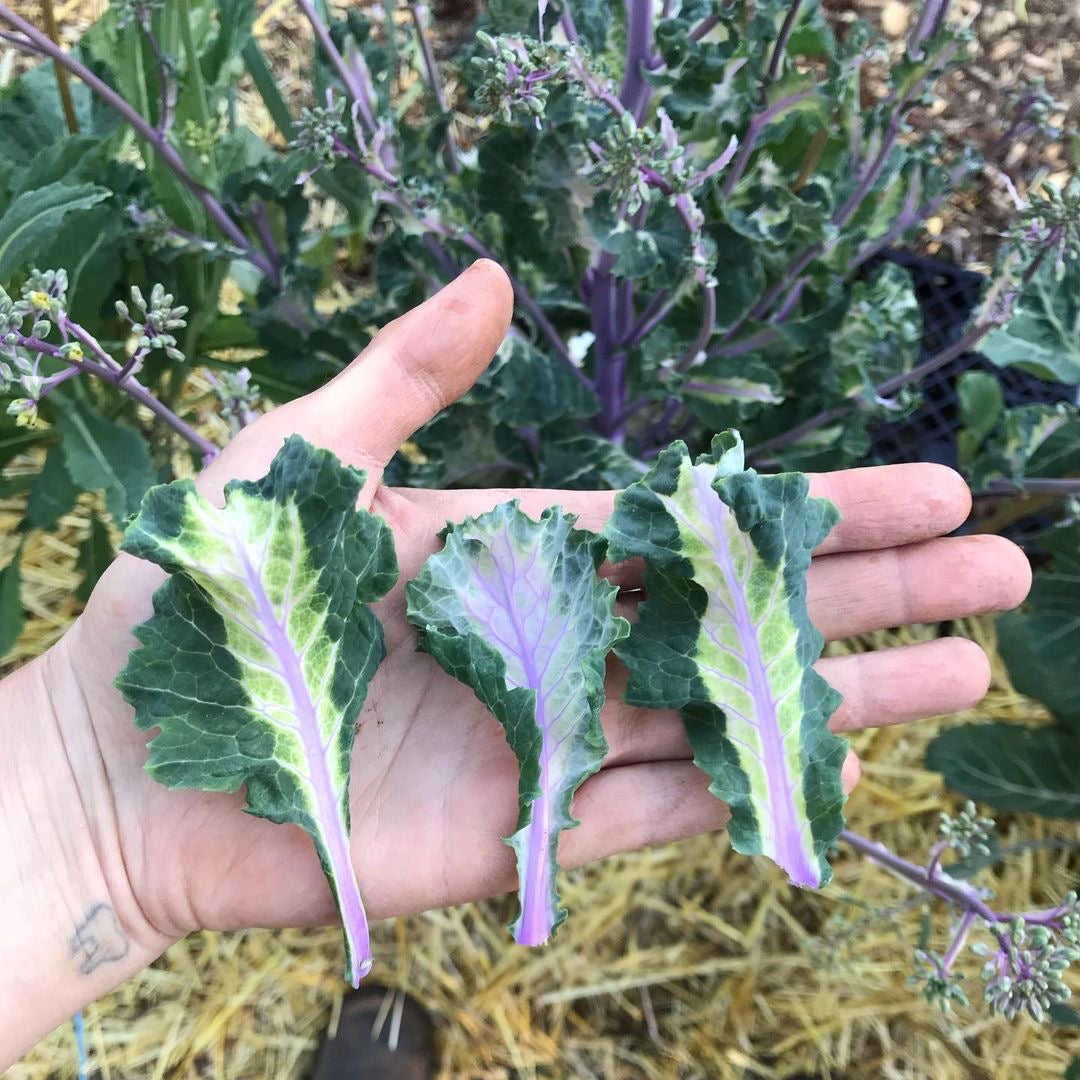 Homesteader's Kaleidoscopic