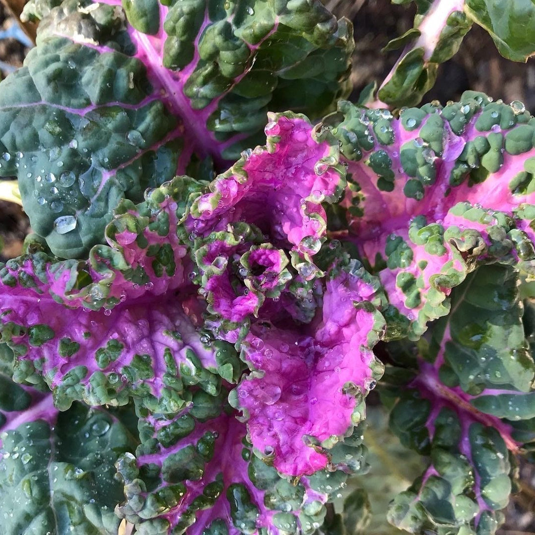 Homesteader's Kaleidoscopic