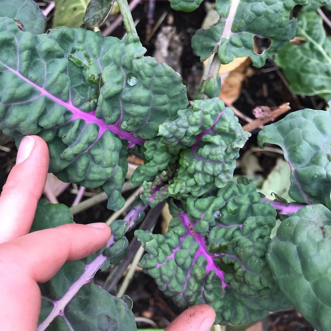 Homesteader's Kaleidoscopic