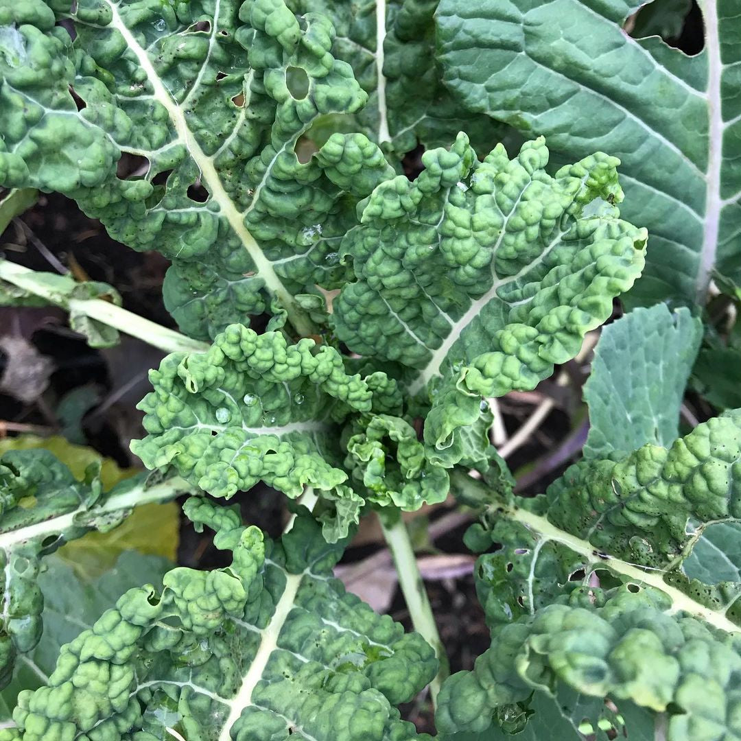 Homesteader's Kaleidoscopic