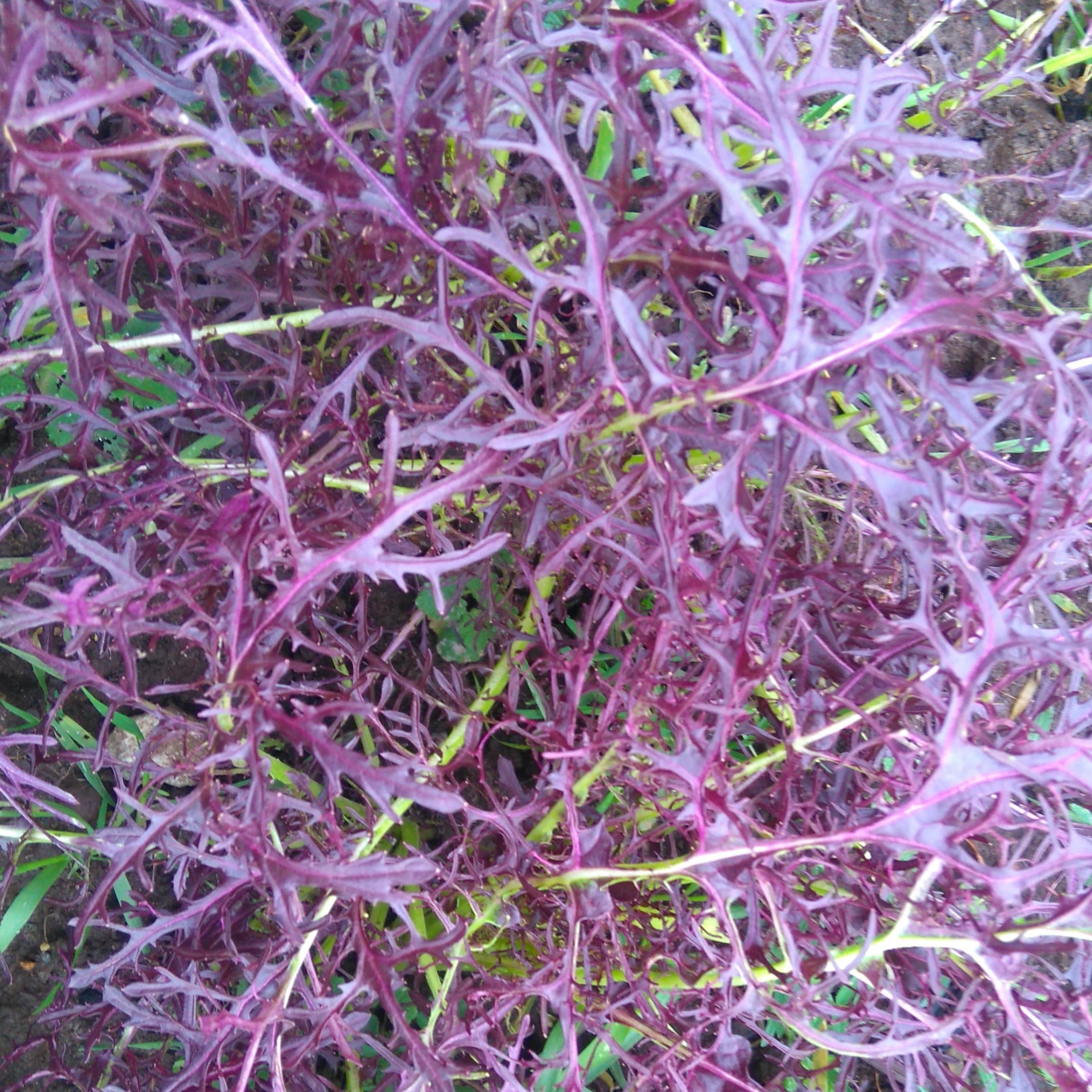 Ruby Streaks Mustard – BC Eco Seed Co-op