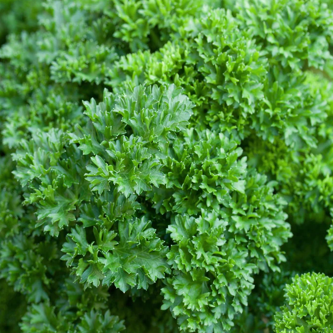 Curly Forest Green