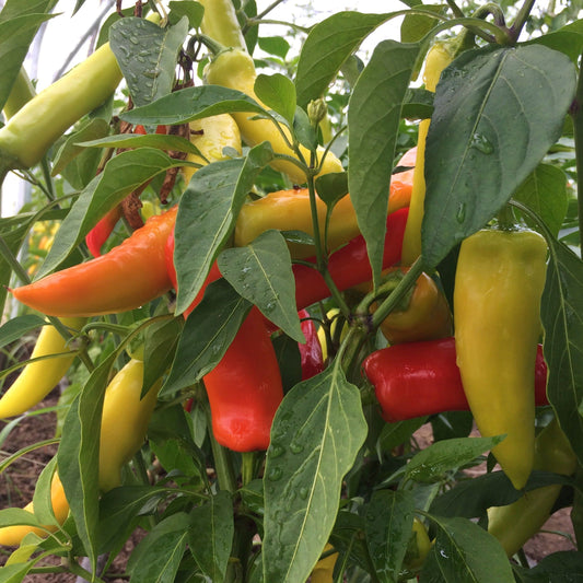 Hungarian Hot Wax Pepper CO - ON SALE