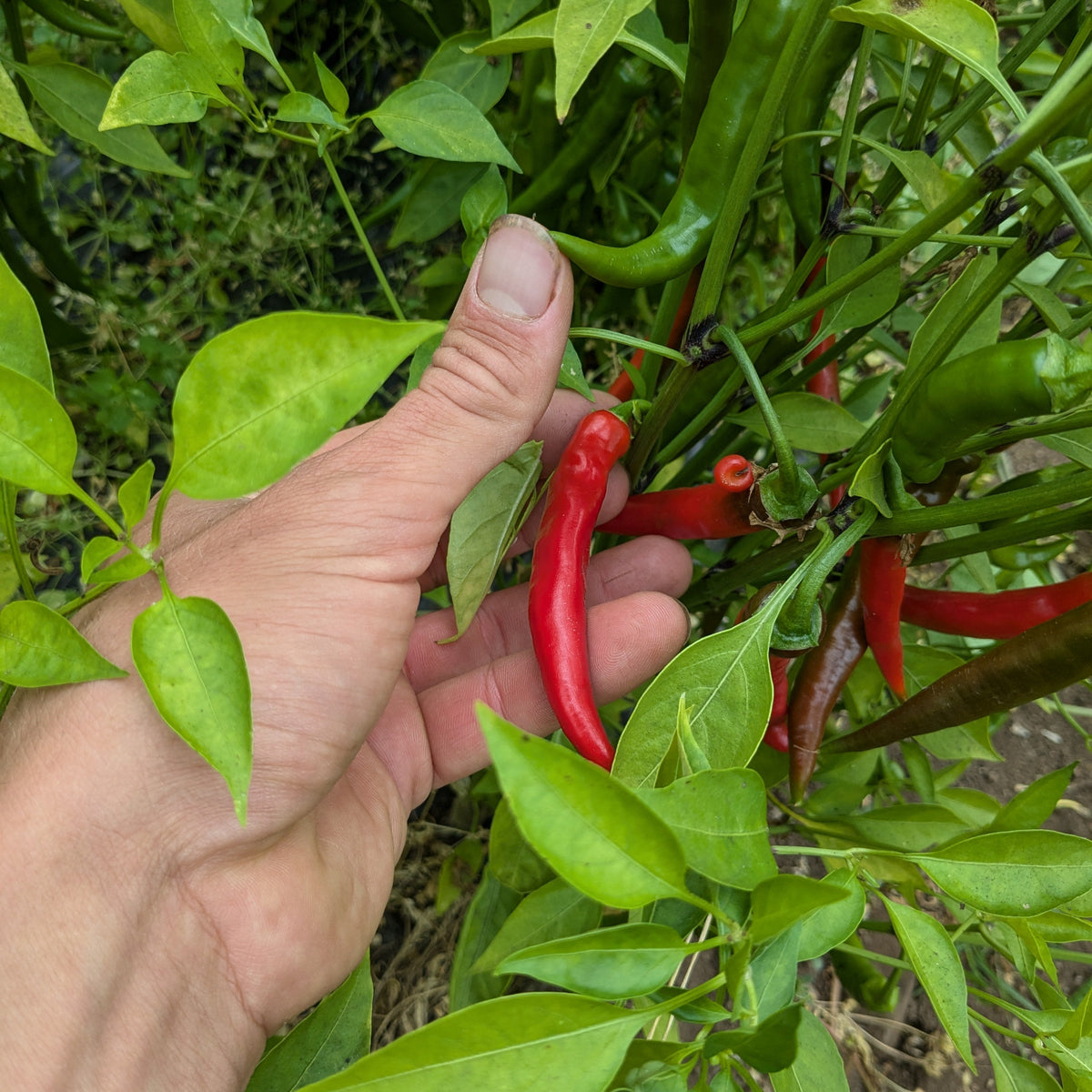 Fire Peper Ring-O-Fire Pepper – BC Eco Seed Co-op