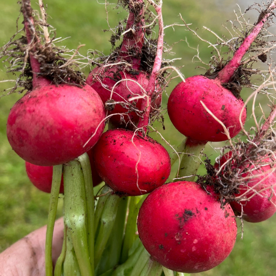 Altaglobe Radish Certified Organic Good Earth Farms