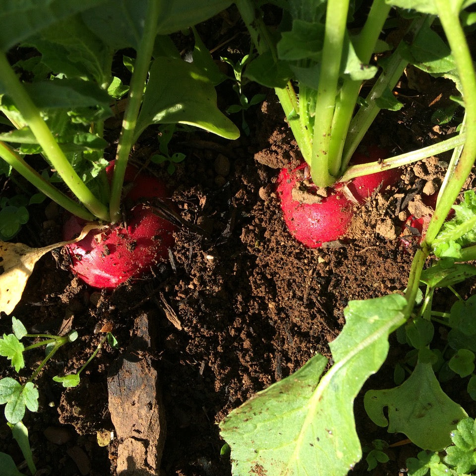 Altaglobe Radish Certified Organic Good Earth Farms