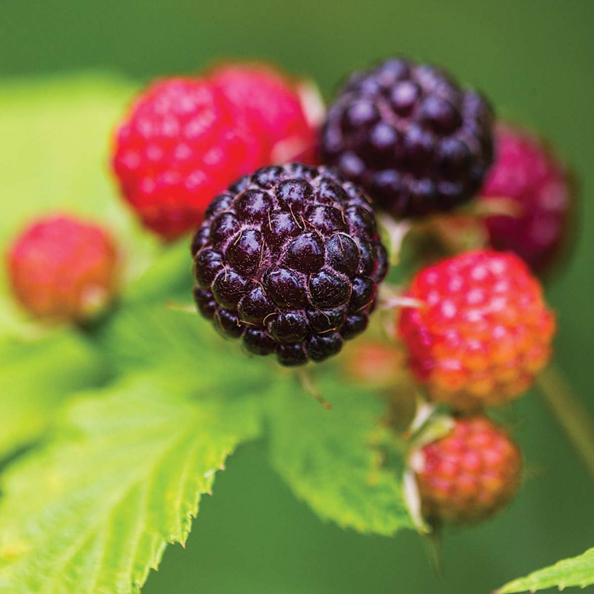 Black Cap Raspberry – BC Eco Seed Co-op