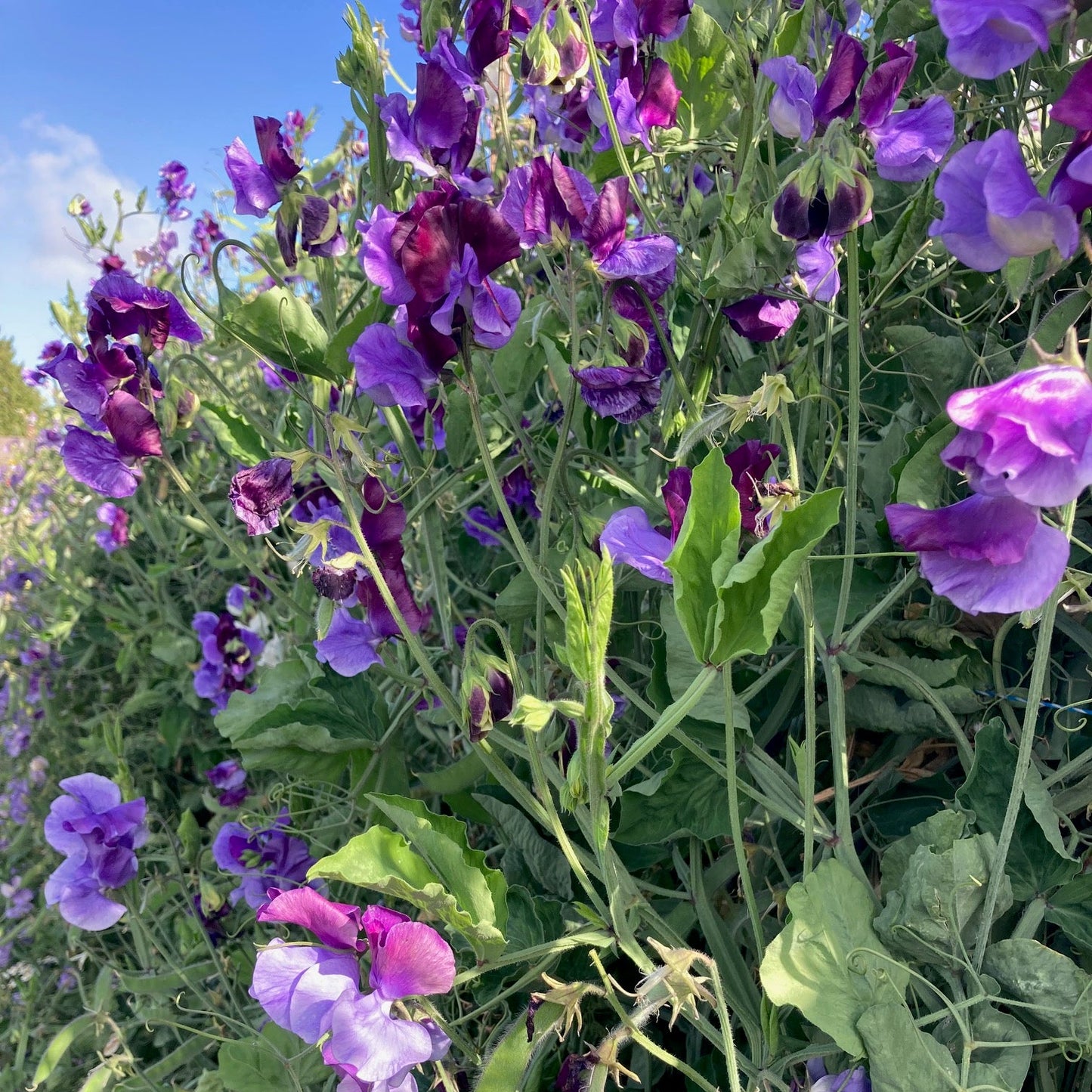 River and Sea Blue Mix