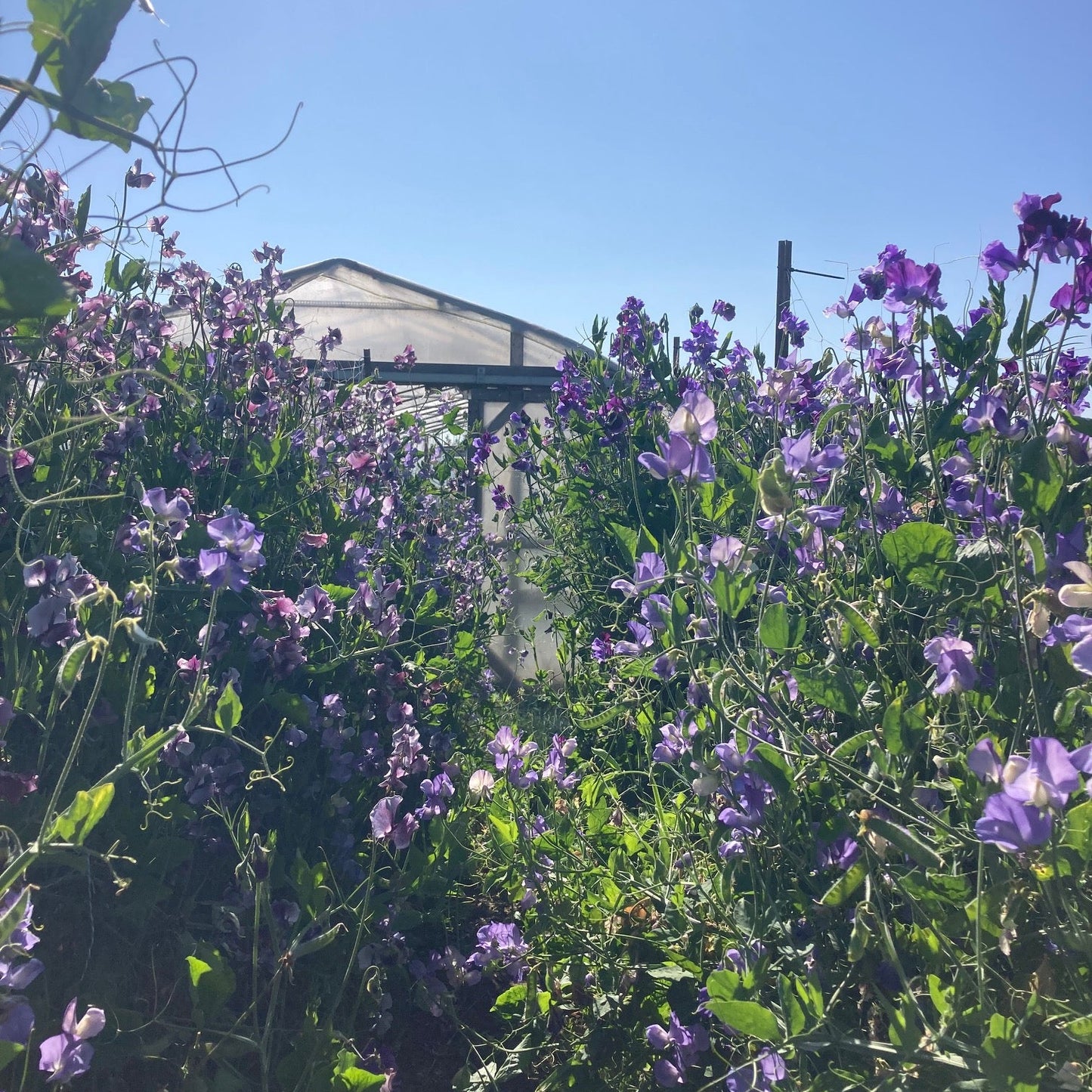 River and Sea Blue Mix